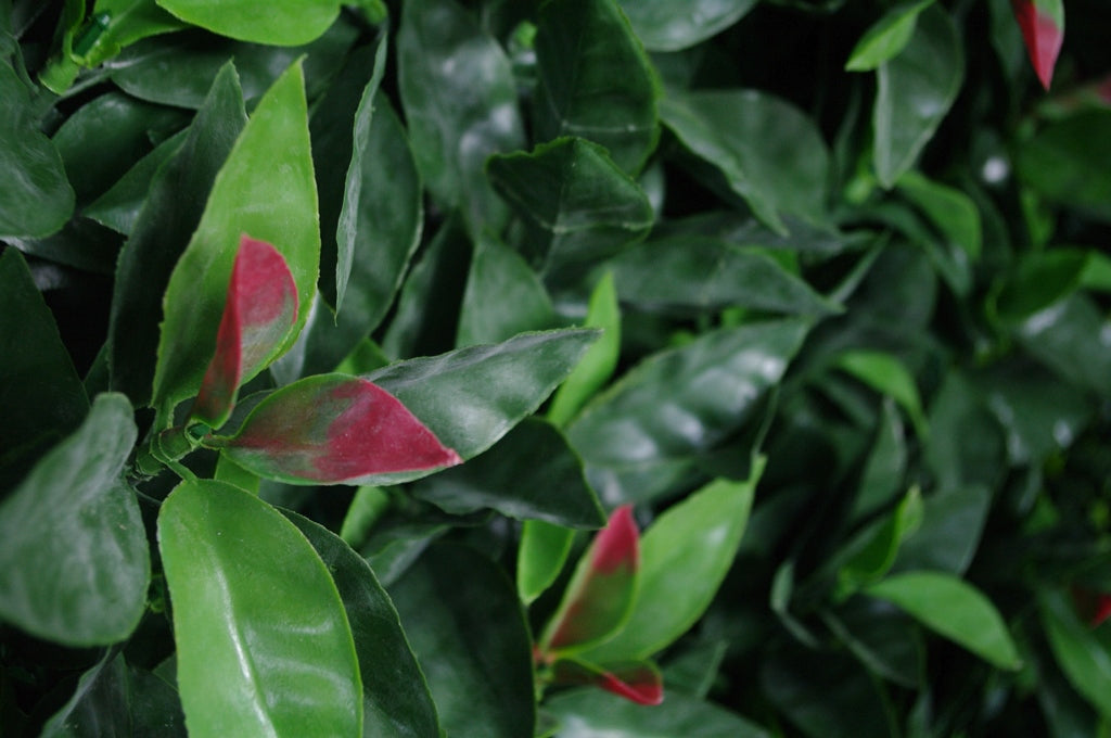Photinia (Red Robin) Leaf Screens / Panels UV Stabilised 1m X 1m