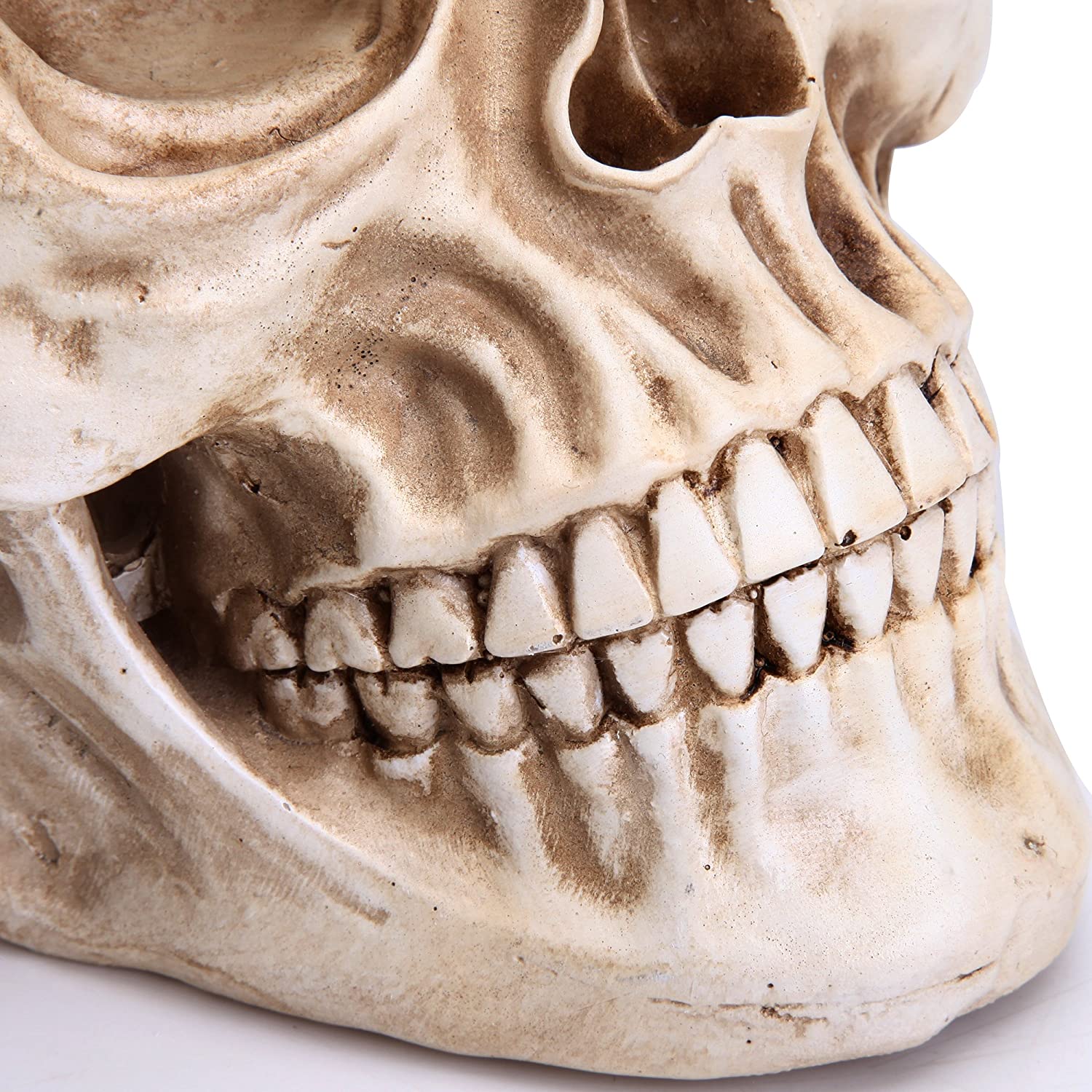 1:1 Replica Realistic Human Adult Skull Head Bone Model