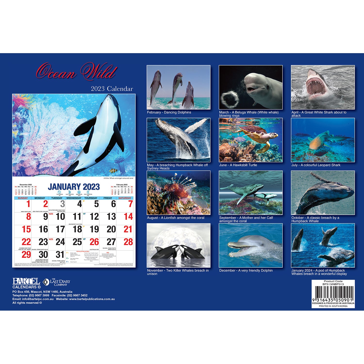 Ocean Wild – 2023 Rectangle Wall Calendar 16 Months Planner New Year Gift