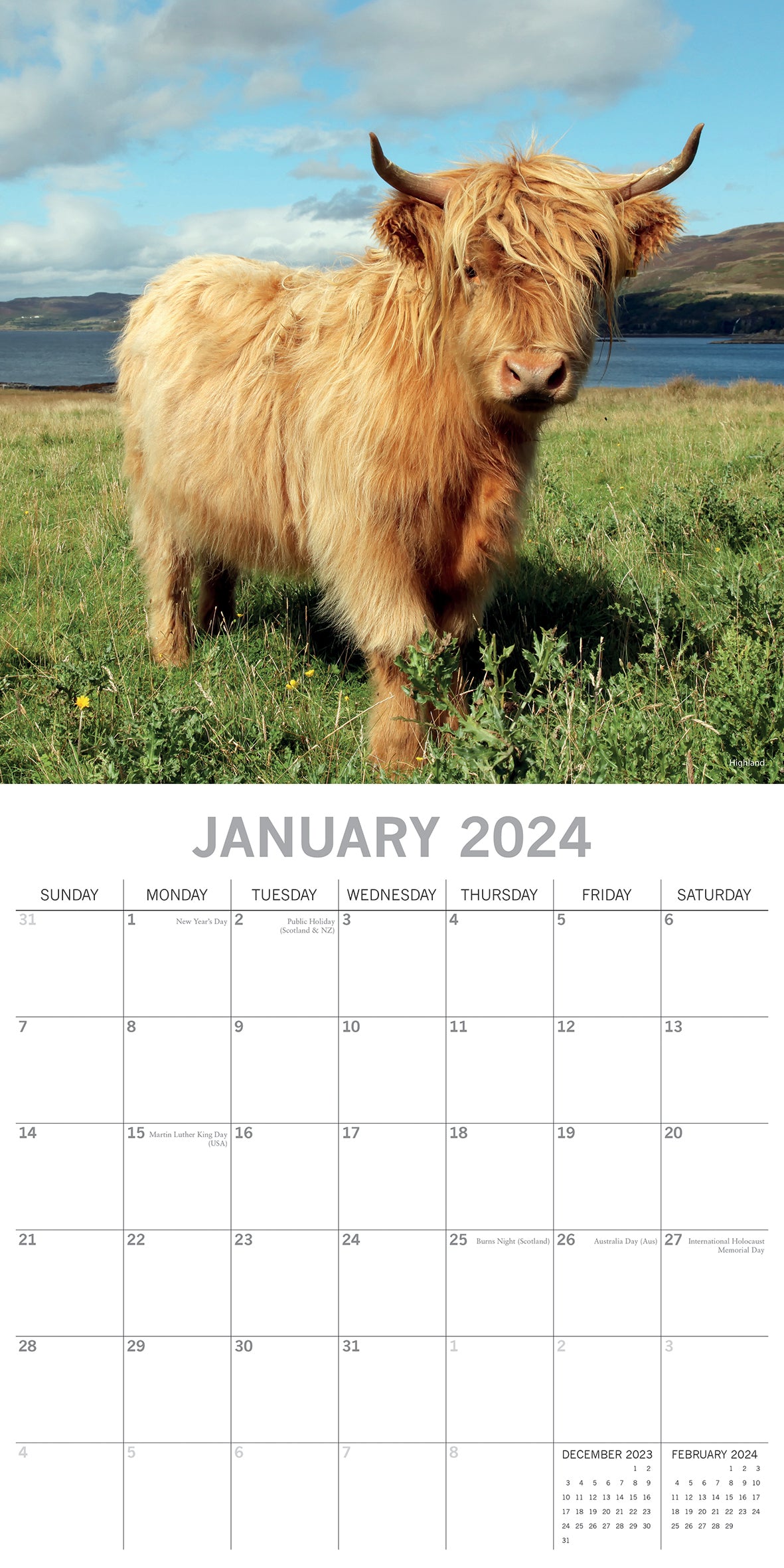 Cows - 2024 Square Wall Calendar Pets Animals 16 Months Premium Planner New Year