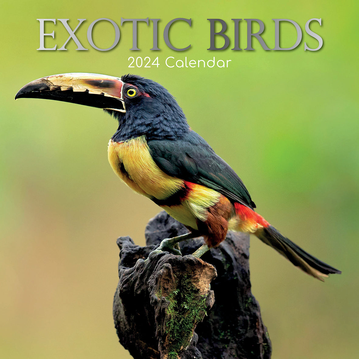 Exotic Birds - 2024 Square Wall Calendar Pets Animals 16 Months Premium Planner