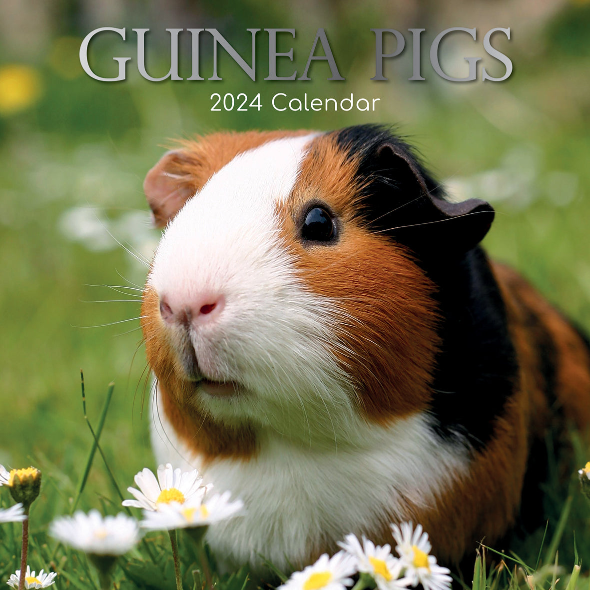 Guinea Pigs - 2024 Square Wall Calendar Cute Pets Animals 16 Months Planner Gift