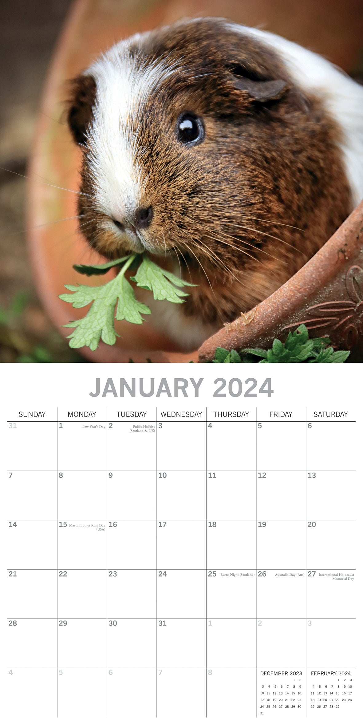 Guinea Pigs - 2024 Square Wall Calendar Cute Pets Animals 16 Months Planner Gift