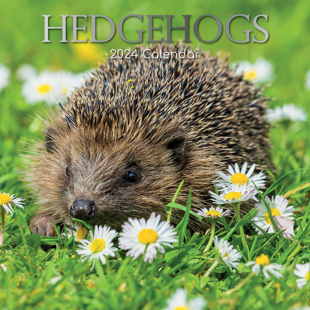 Hedgehogs - 2024 Square Wall Calendar Cute Pets Animals 16 Month Premium Planner