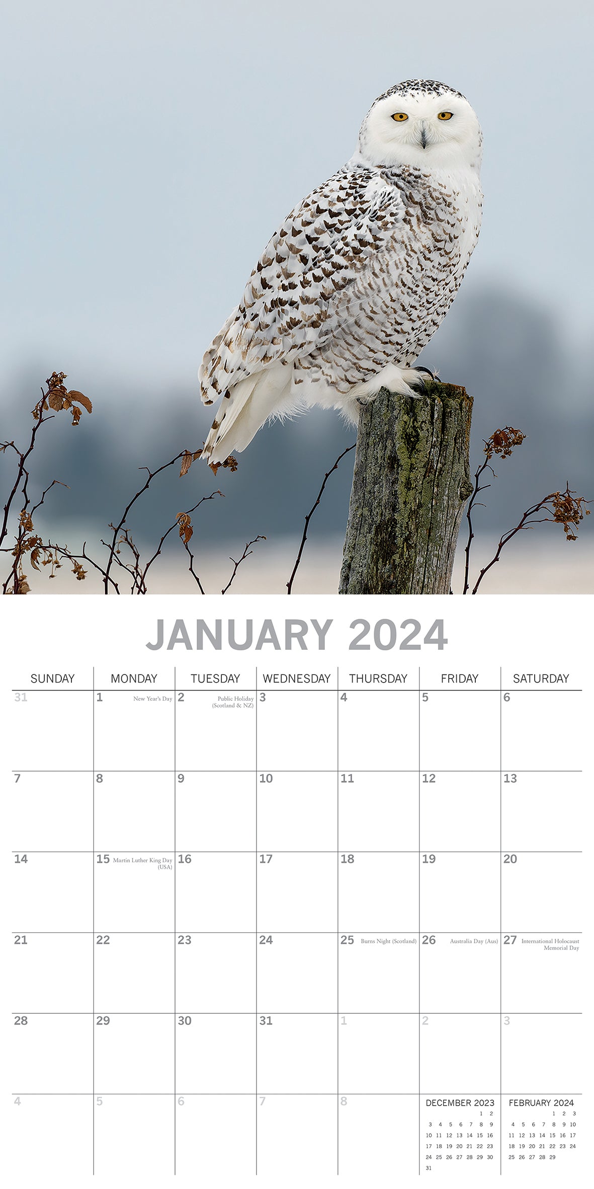 Owls 2024 Square Wall Calendar Pets Animals 16 Months New Year Christmas Planner