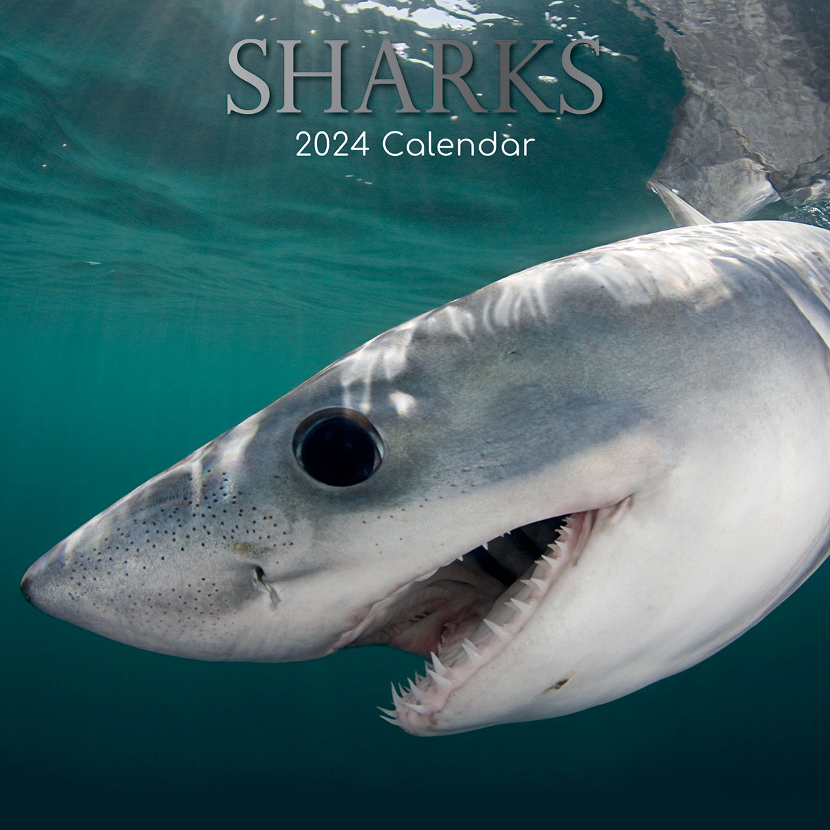 Sharks 2024 Square Wall Calendar Pets Animals 16Month New Year Christmas Planner