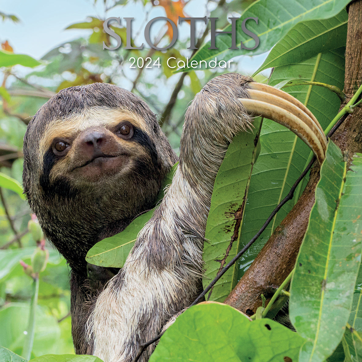 Sloths - 2024 Square Wall Calendar Pets Animals 16 Months New Year Gift Planner