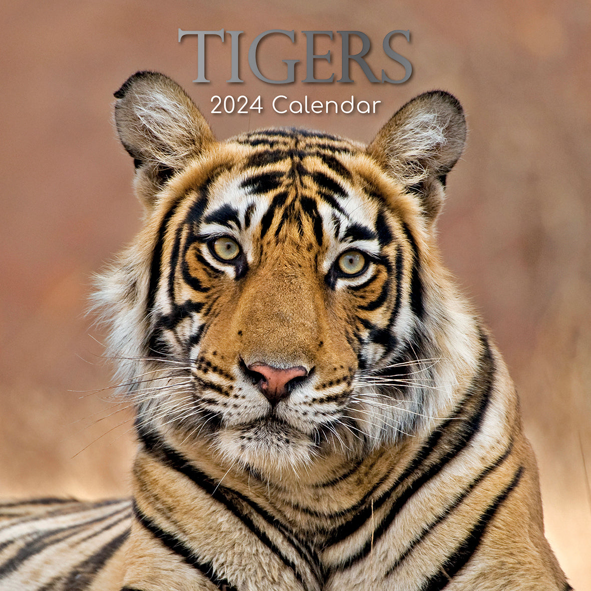 Tigers - 2024 Square Wall Calendar Pets Animals 16 Months New Year Gift Planner