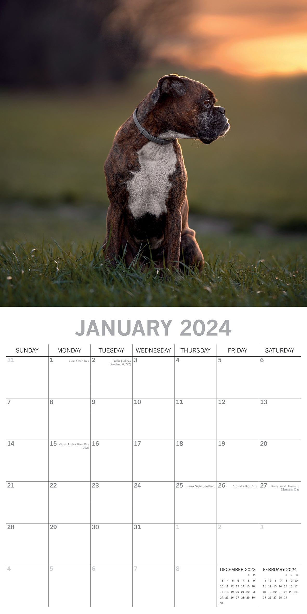 Boxers - 2024 Square Wall Calendar Pets Dog 16 Months Premium Planner New Year