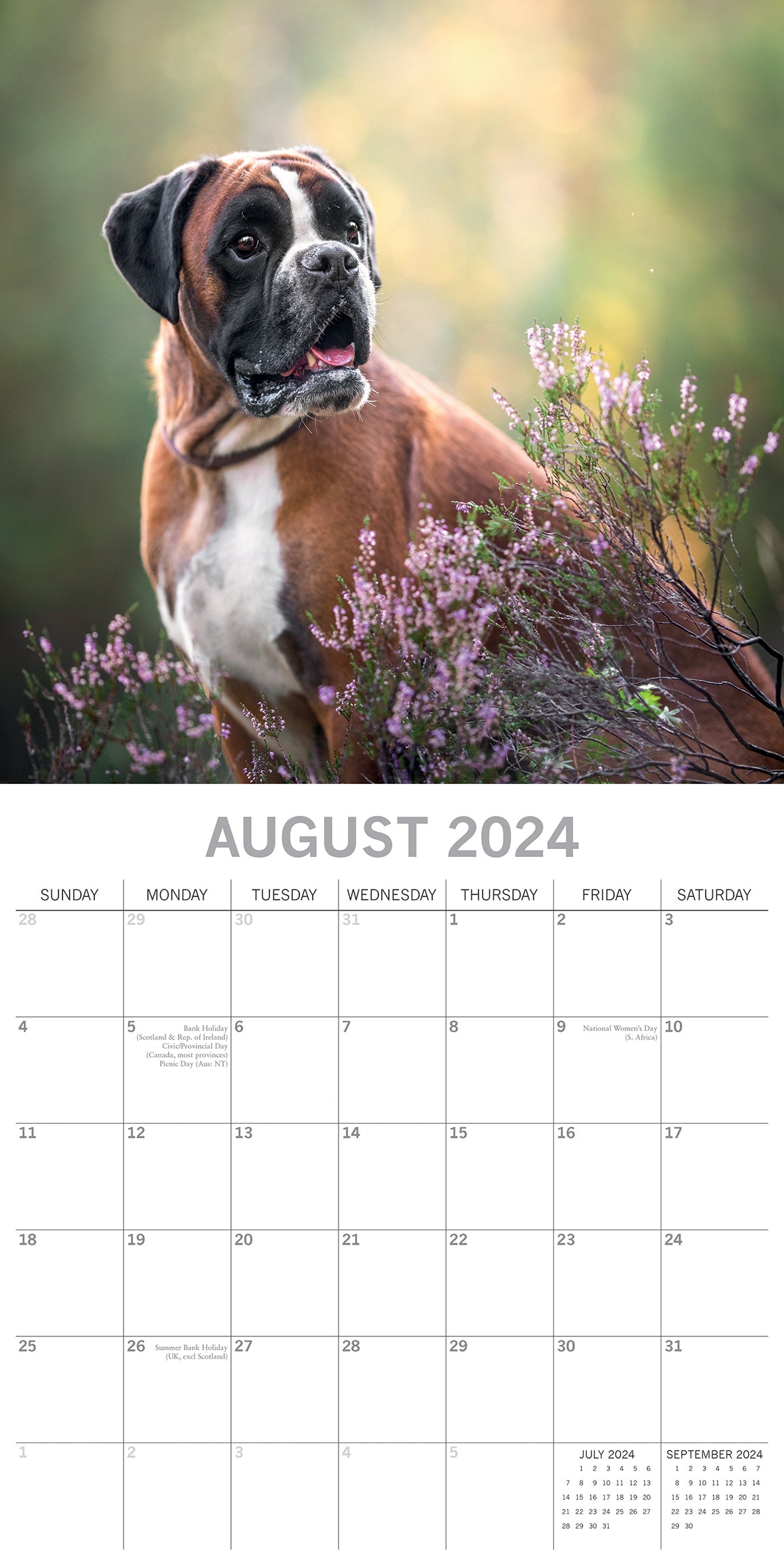 Boxers - 2024 Square Wall Calendar Pets Dog 16 Months Premium Planner New Year