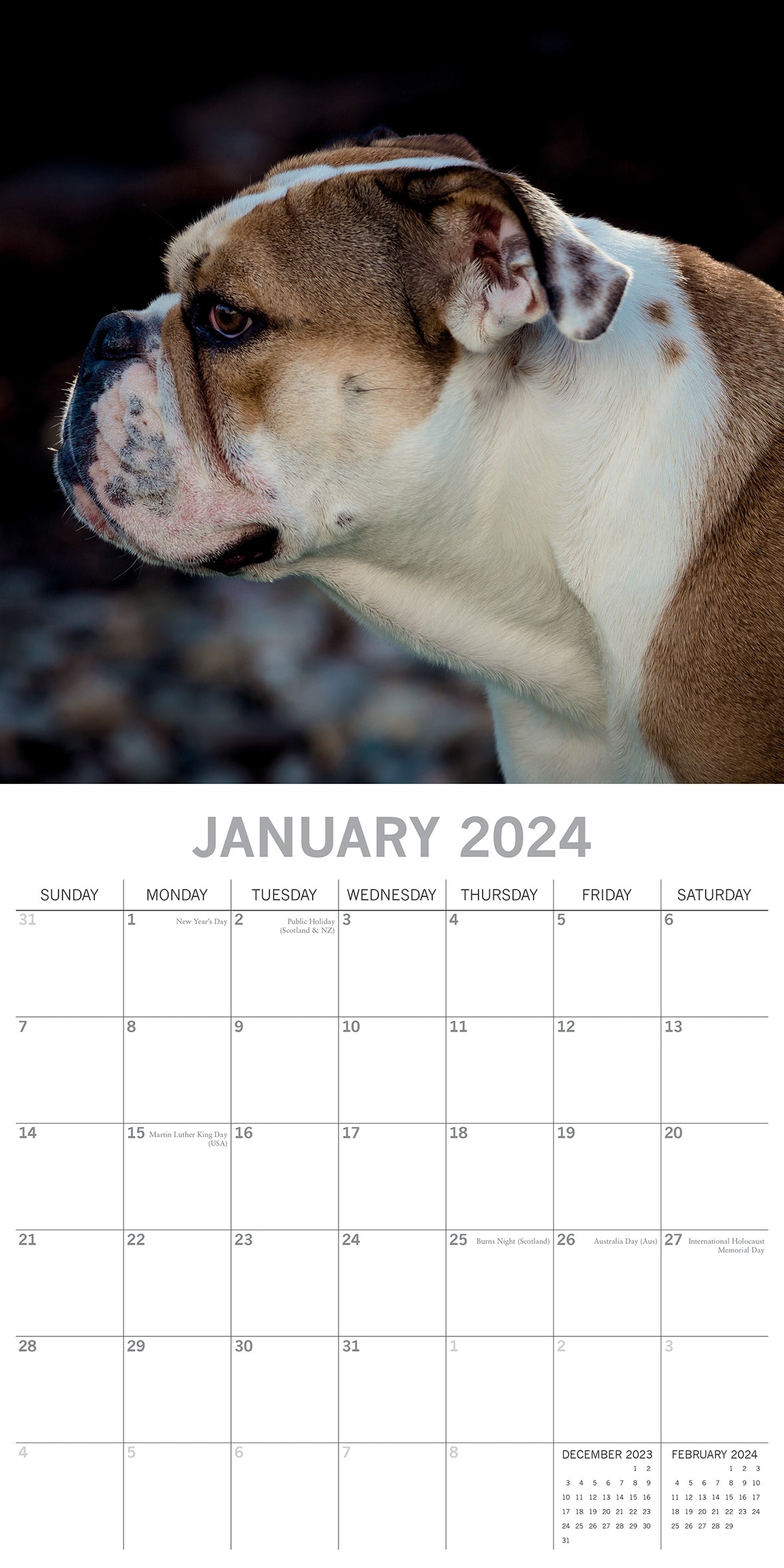 Bulldogs - 2024 Square Wall Calendar Pets Dog 16 Months Premium Planner New Year