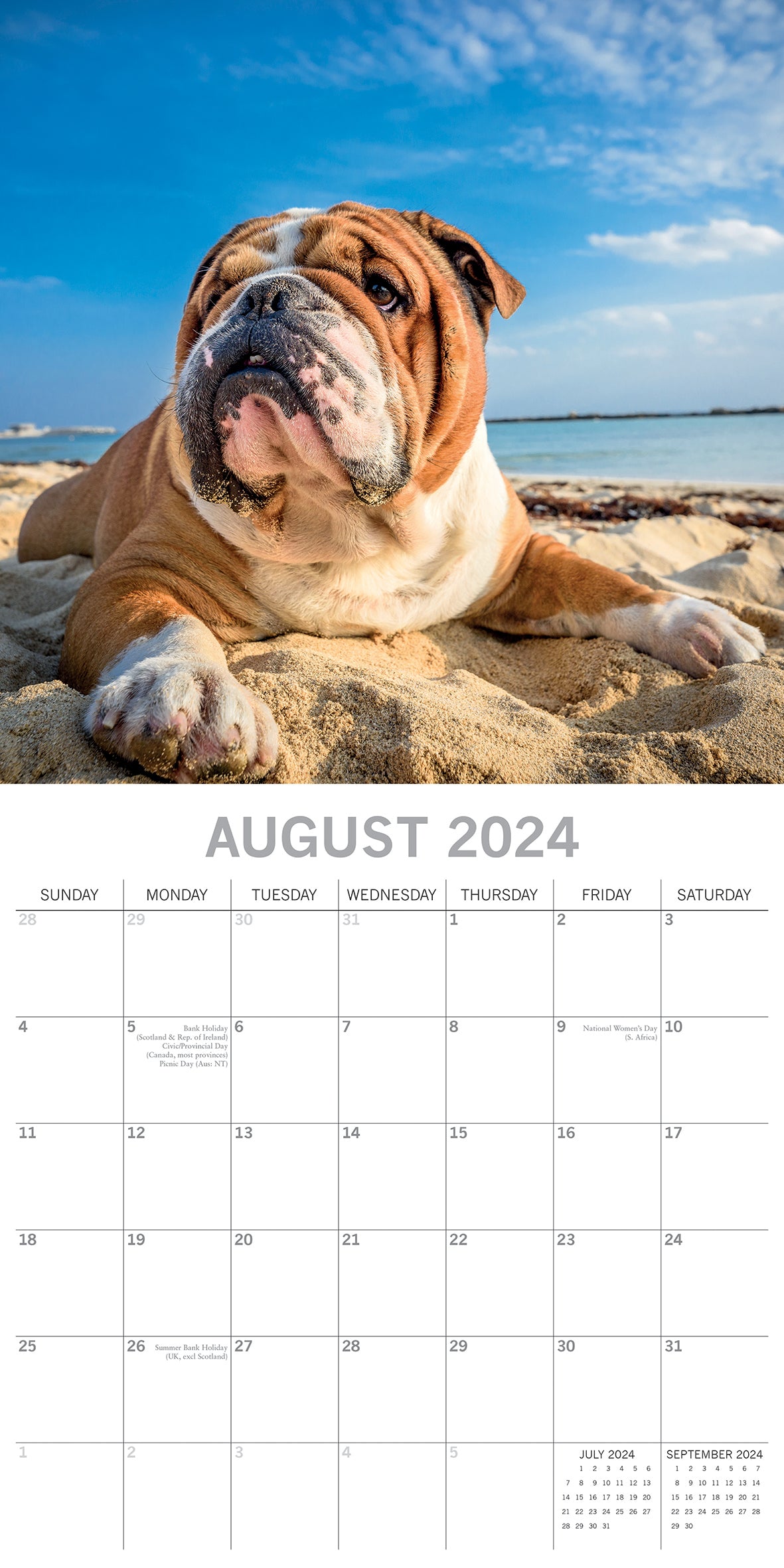Bulldogs - 2024 Square Wall Calendar Pets Dog 16 Months Premium Planner New Year