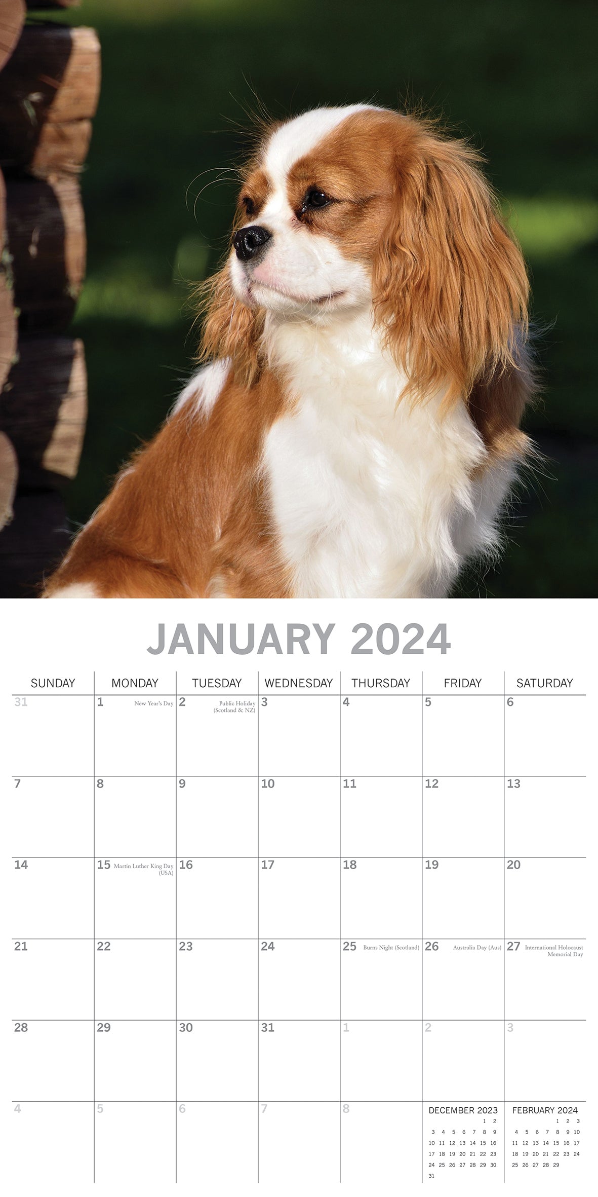 Cavalier King Charles Spaniels - 2024 Square Wall Calendar Dog 16 Months Planner