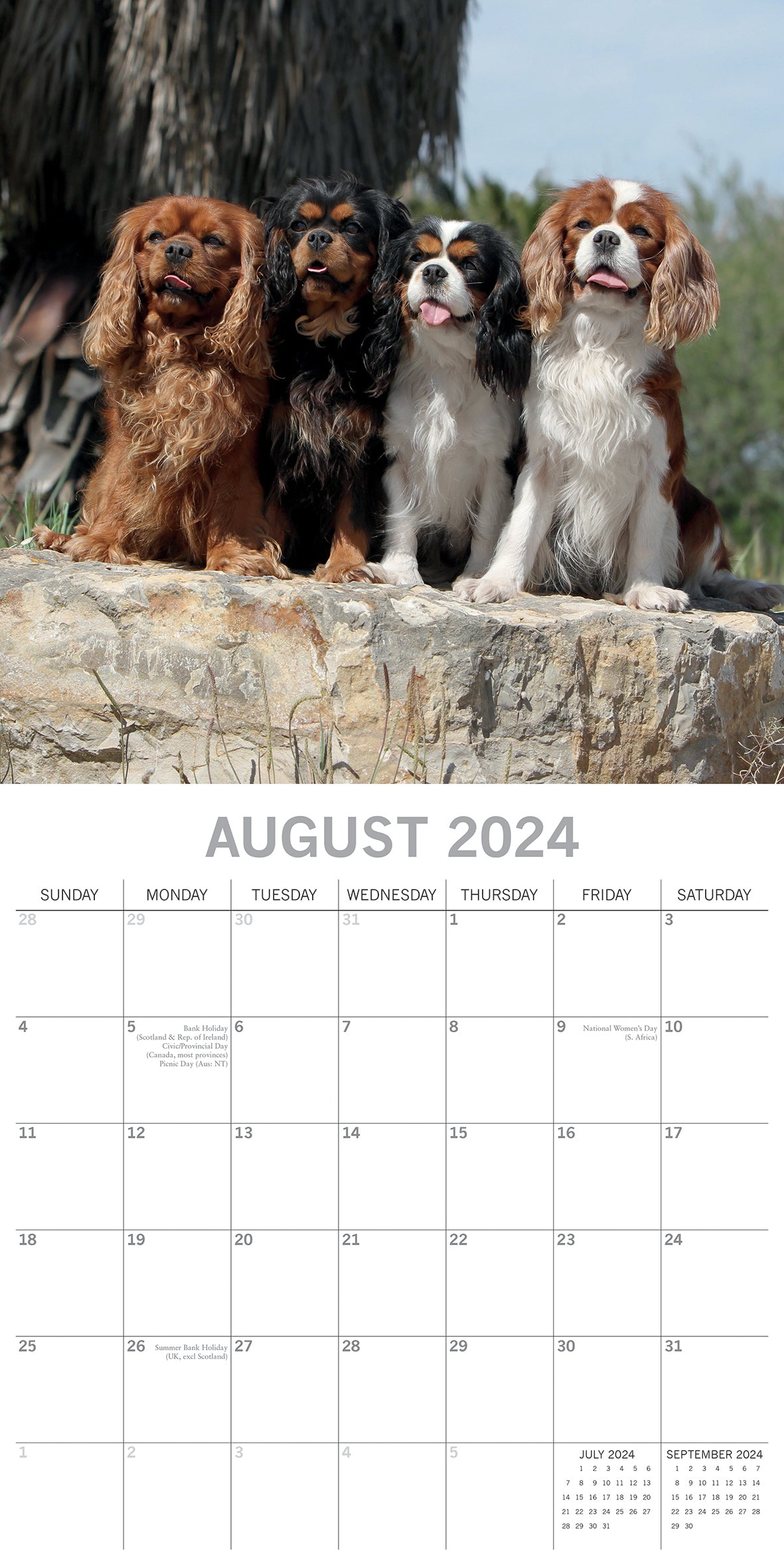 Cavalier King Charles Spaniels - 2024 Square Wall Calendar Dog 16 Months Planner