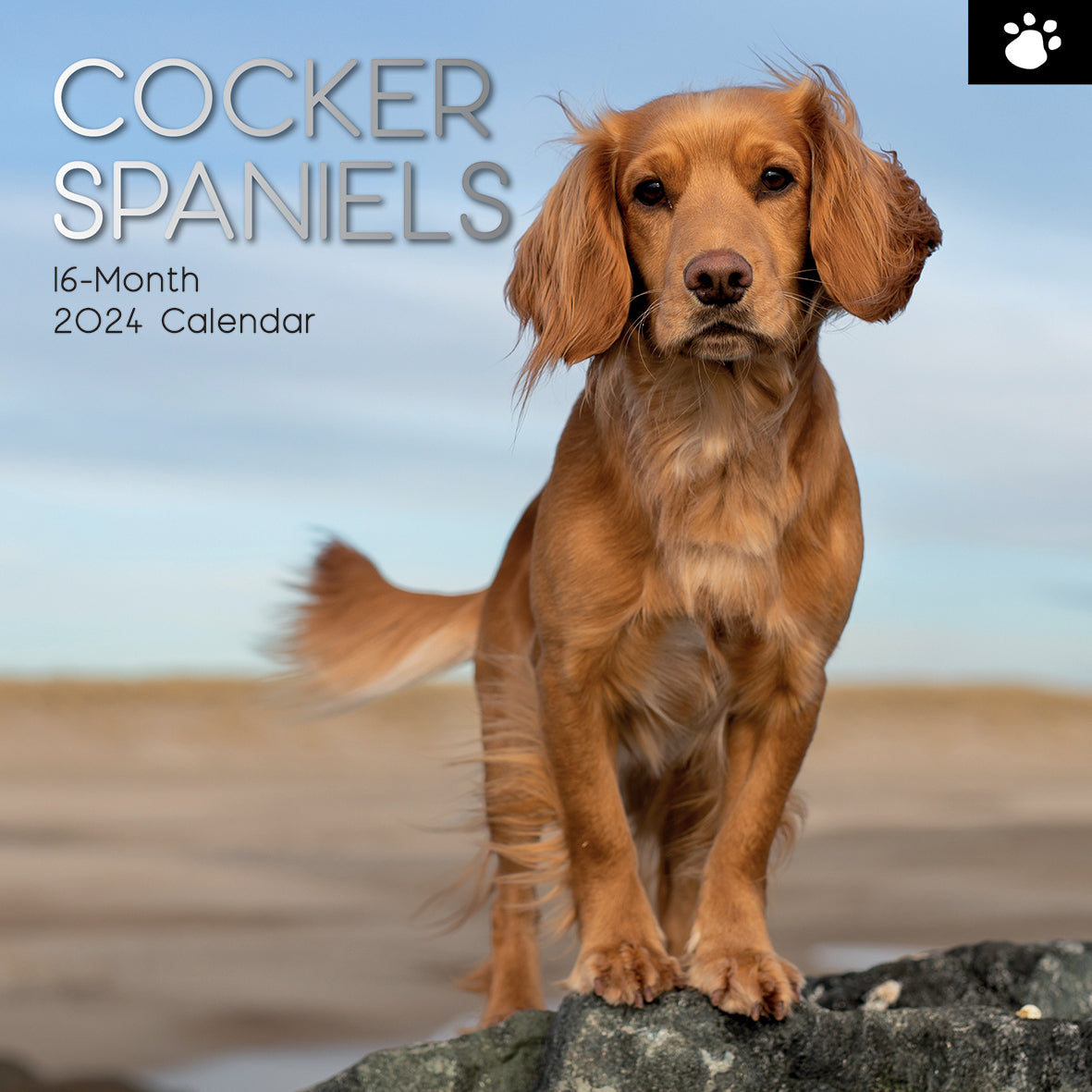 Cocker Spaniels - 2024 Square Wall Calendar Pets Dog 16 Months Premium Planner