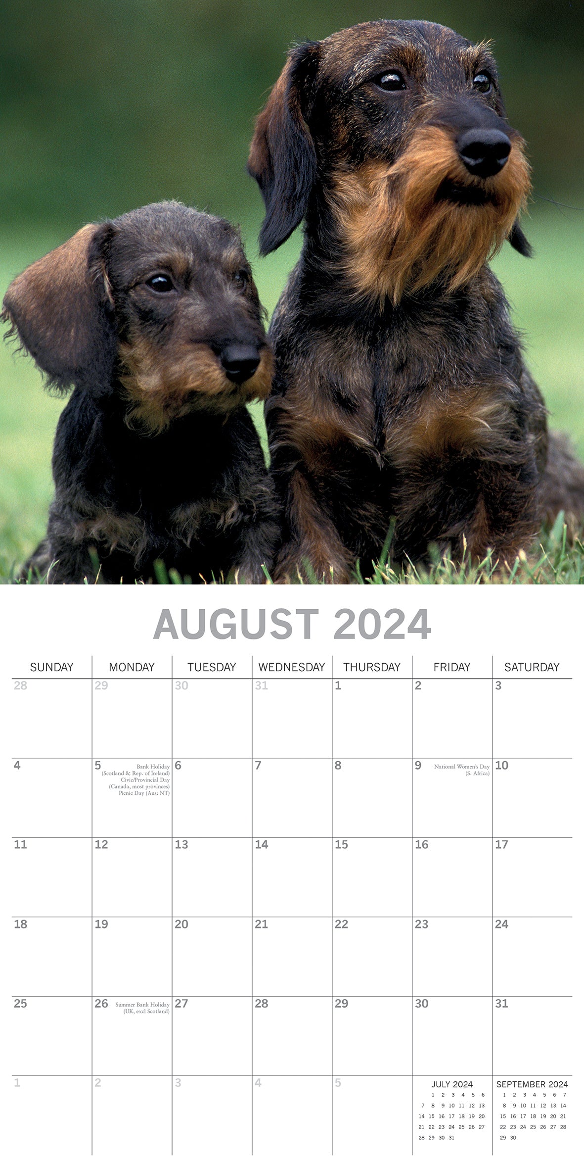 Dachshunds 2024 Square Wall Calendar Pets Dog 16 Months Premium Planner New Year