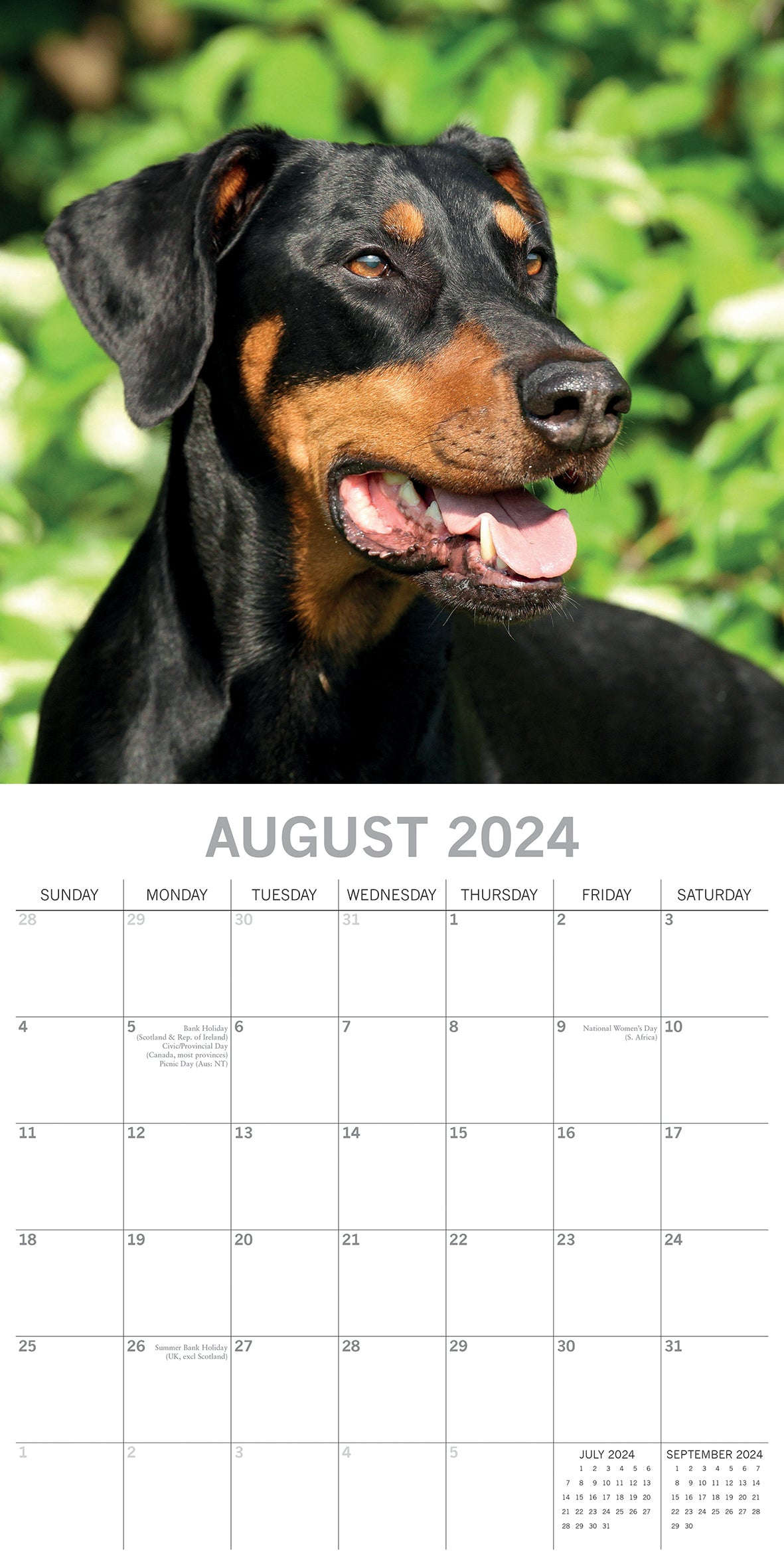 Dobermans - 2024 Square Wall Calendar Pets Dog 16 Month Premium Planner New Year