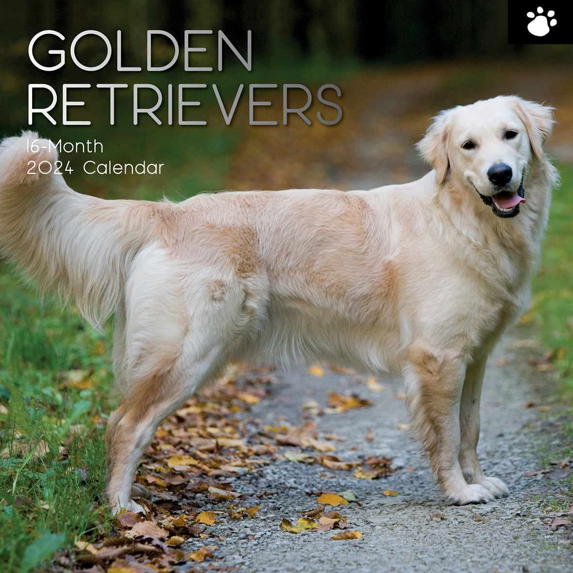 Golden Retrievers - 2024 Square Wall Calendar Pets Dog 16 Months Premium Planner