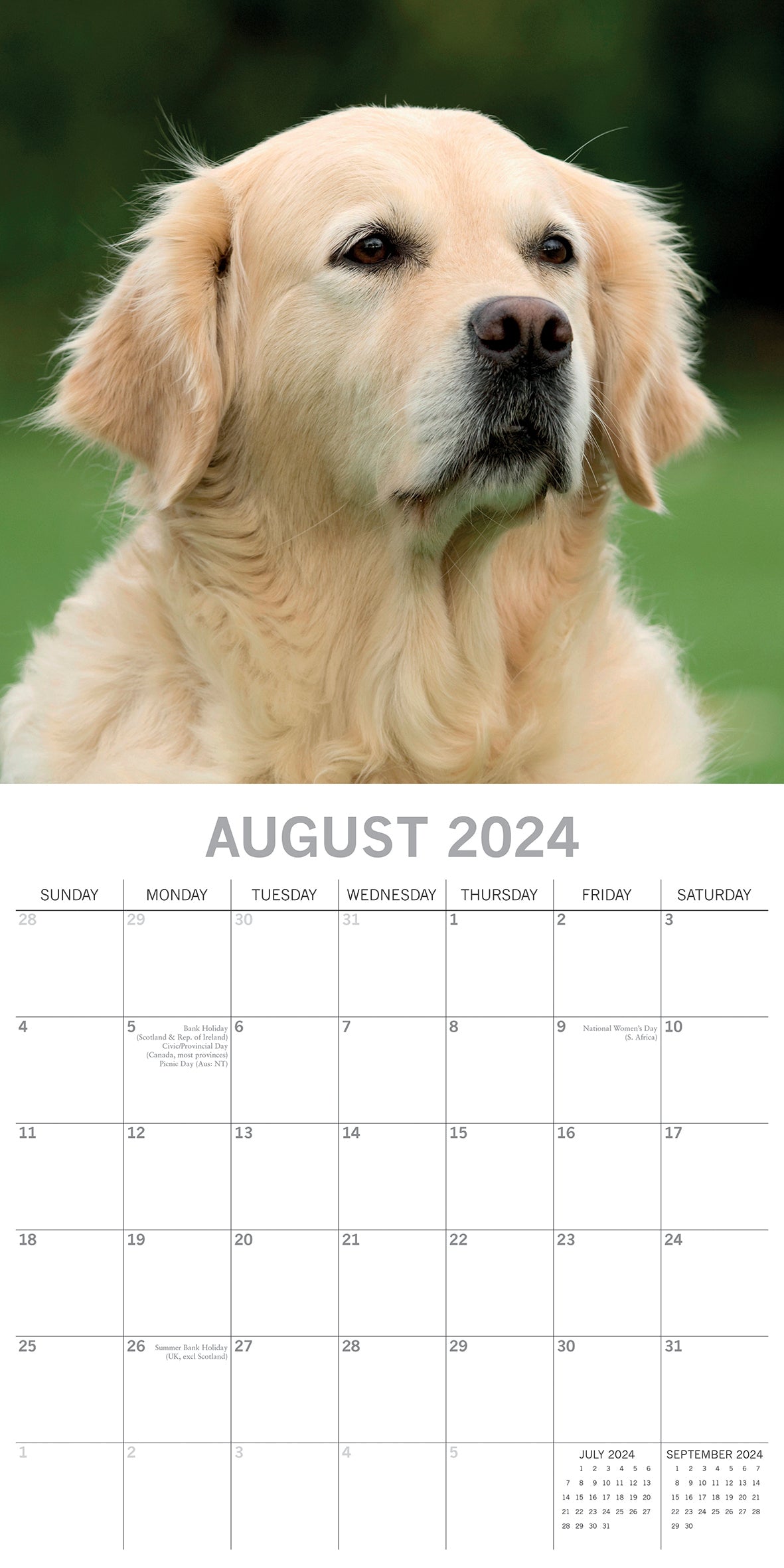 Golden Retrievers - 2024 Square Wall Calendar Pets Dog 16 Months Premium Planner