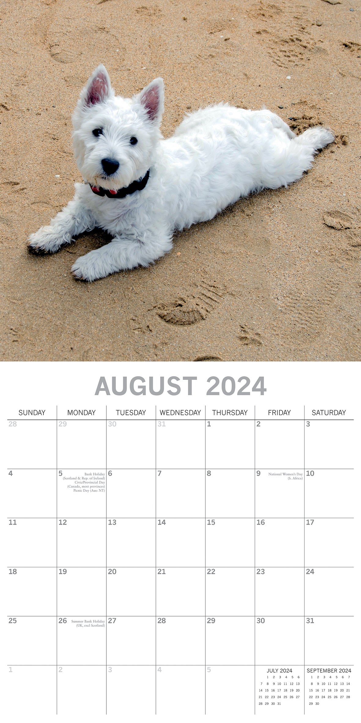 West Highland White Terriers 2024 Square Wall Calendar Pets Dog 16 Month Planner