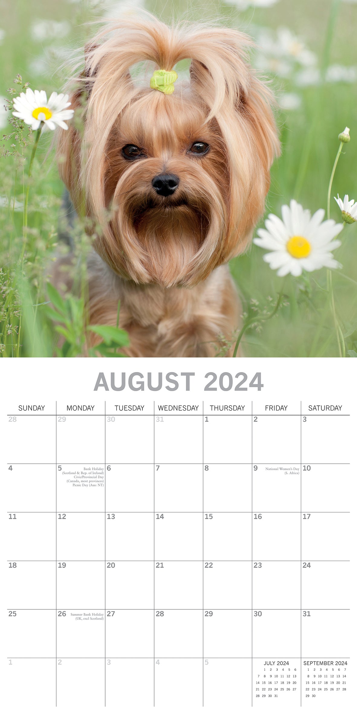 Yorkshire Terriers - 2024 Square Wall Calendar Pets Dog 16 Month Premium Planner