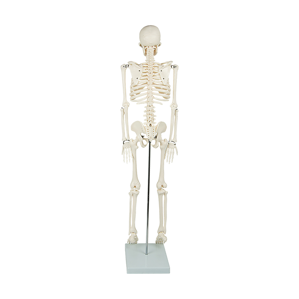 Anatomical 85cm Tall Human Skeleton with Flexible Spine Model - Medical Anatomy